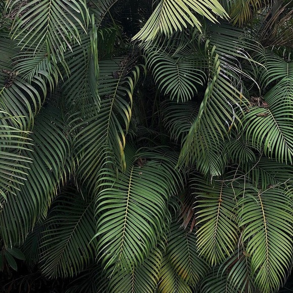 Meet your Posher, Monica - Picture 1 of 1